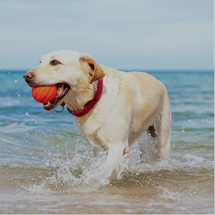 Dog Friendly callout