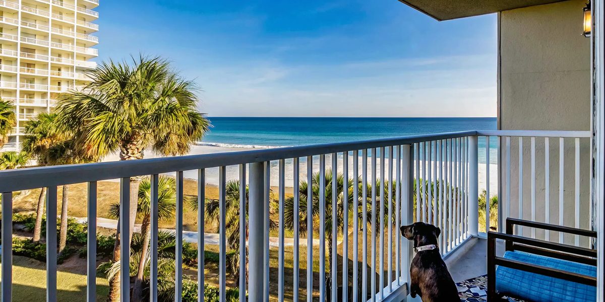 Dog sitting on a balcony overlooking the white sand beach and emerald-green Gulf waters of Panama City Beach